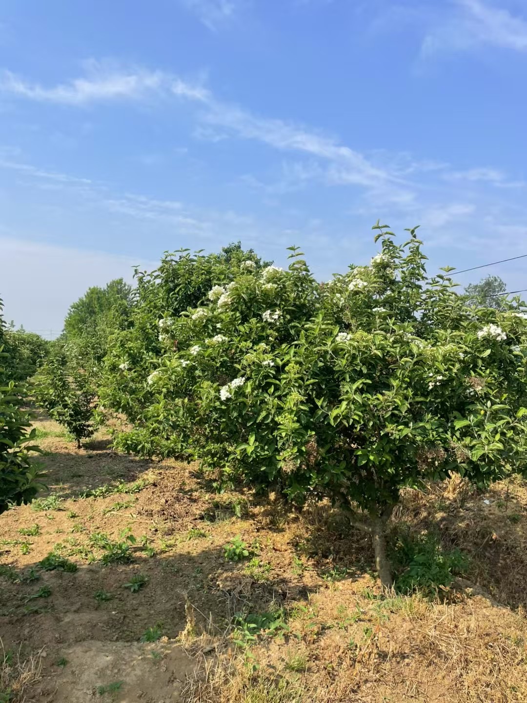 中华木绣球(图1)