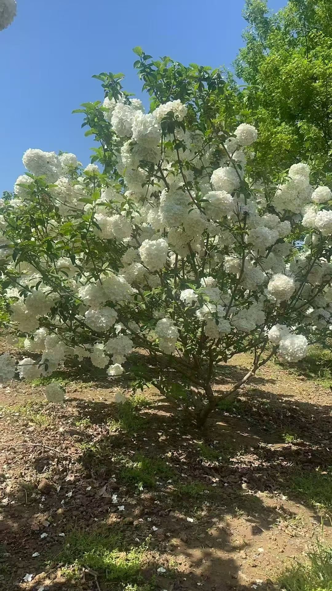 丛生木绣球(图1)