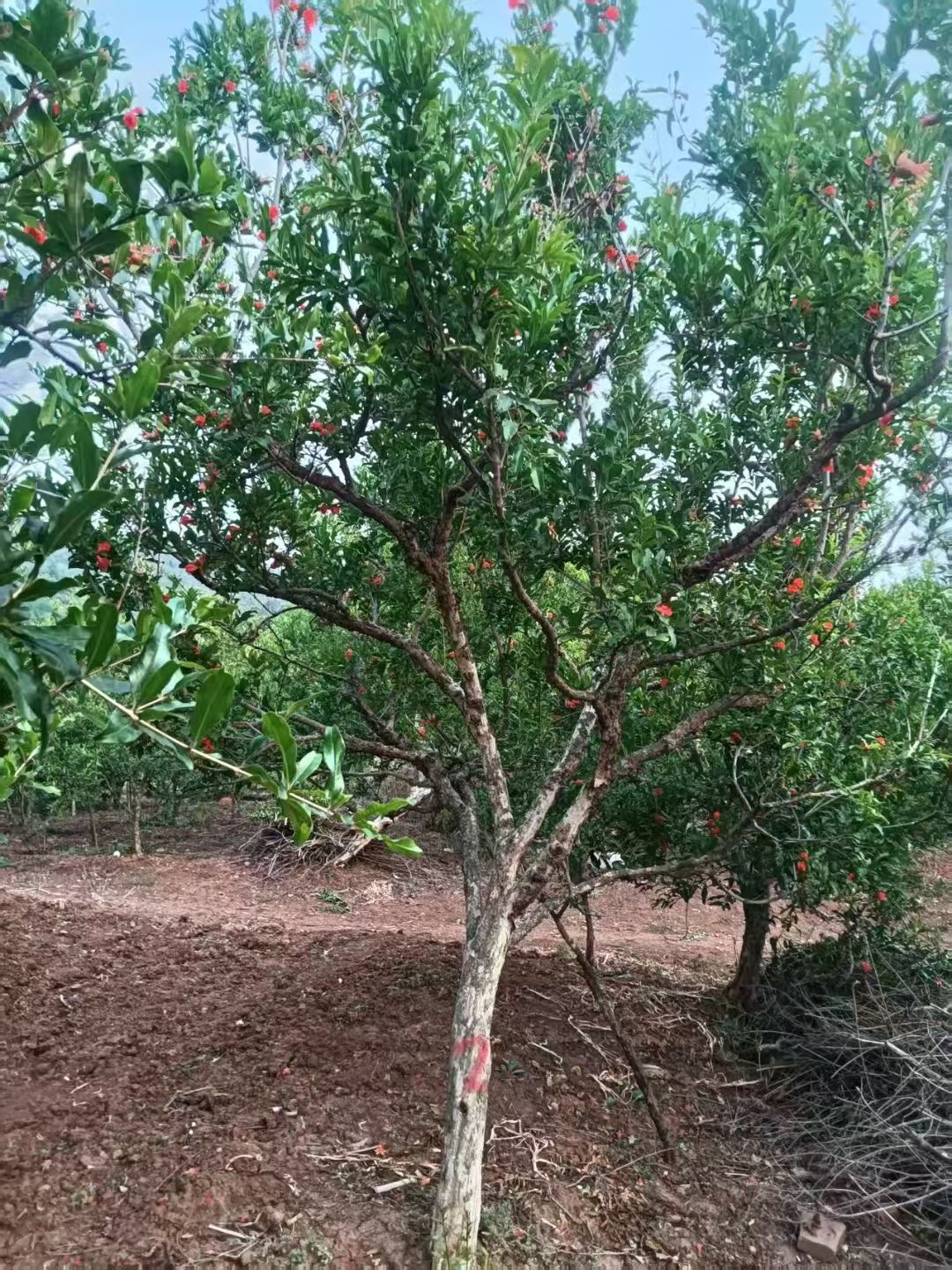 果石榴树(图1)