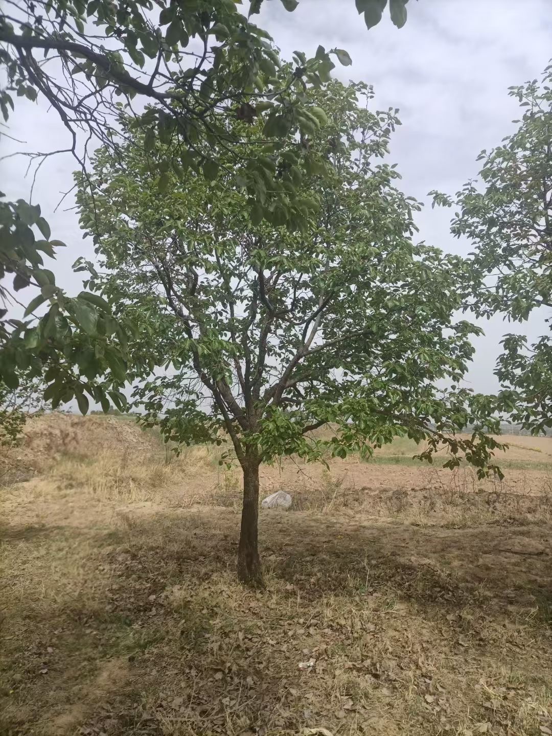 柿子树(图1)