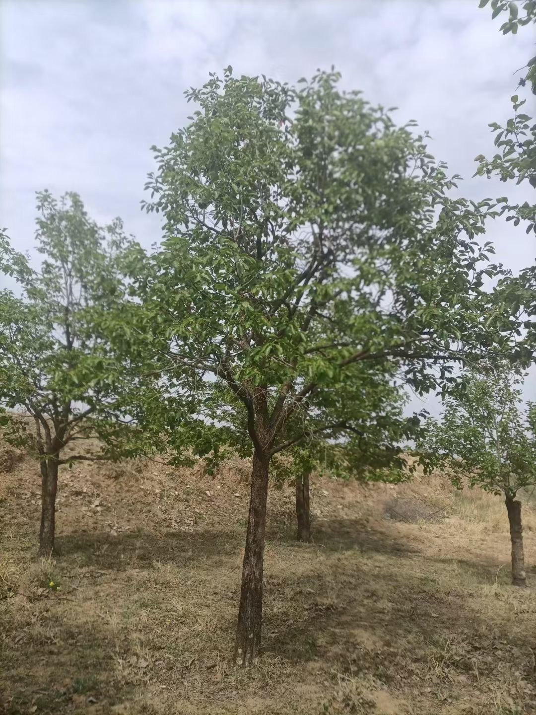 柿子树(图1)