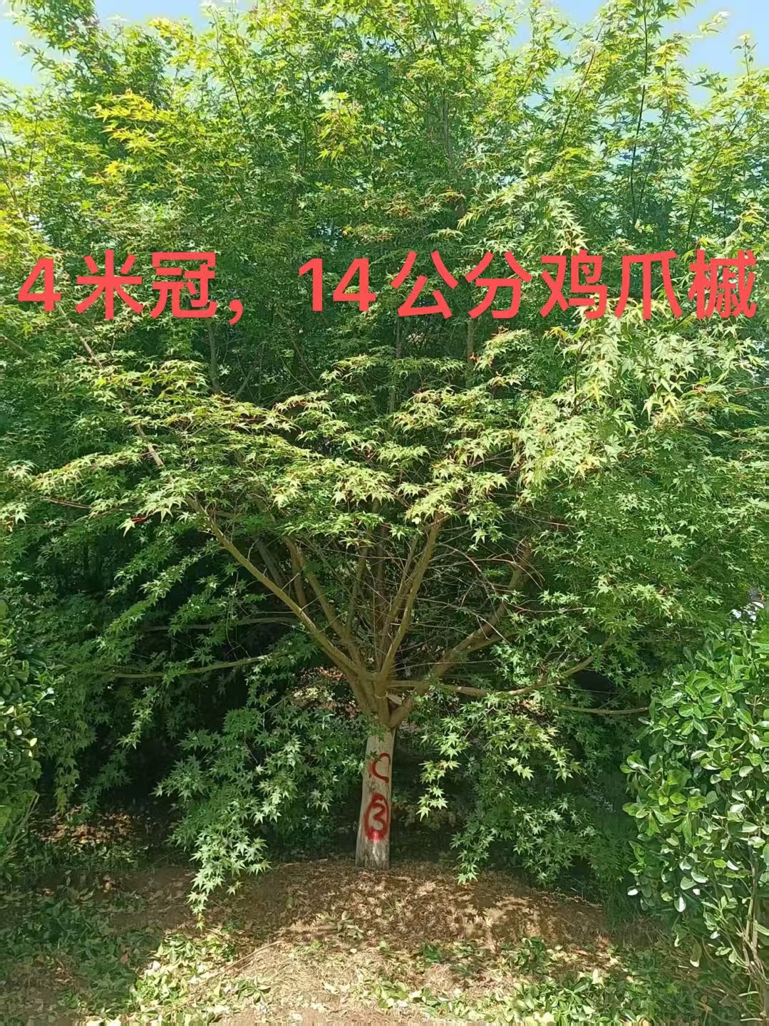 鸡爪槭(图1)
